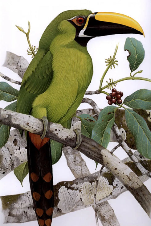 Toucans of the Americas - Tucanos - Tucanos das Americas  - Alvarenga,H. &  Brettas,E.  2004